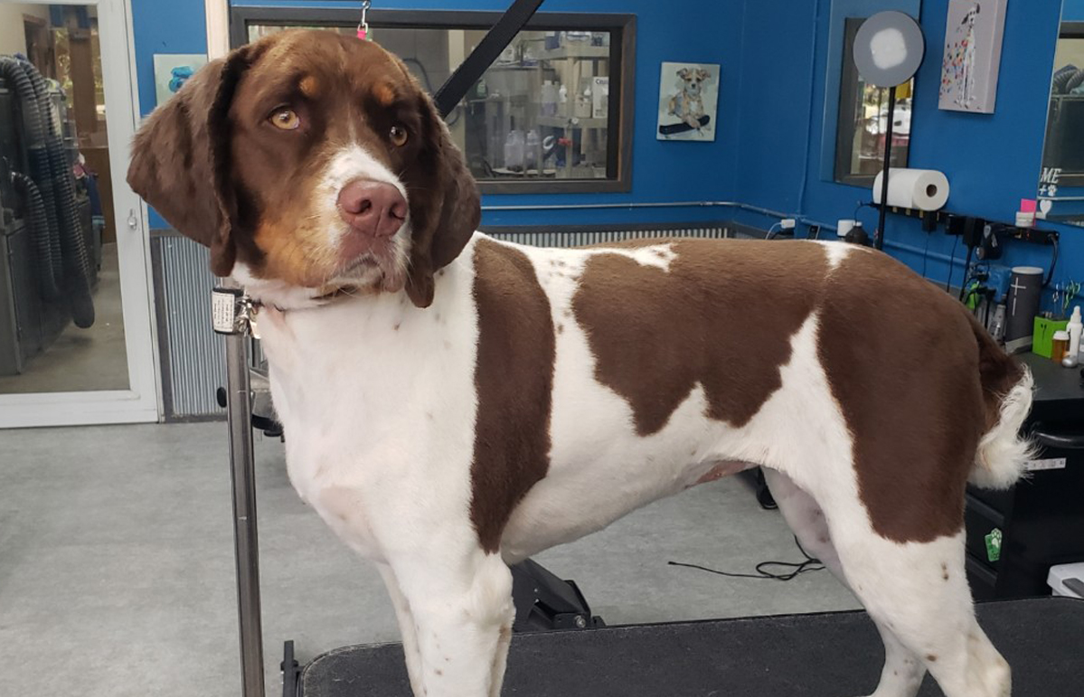 Free HTML5 Bootstrap Template