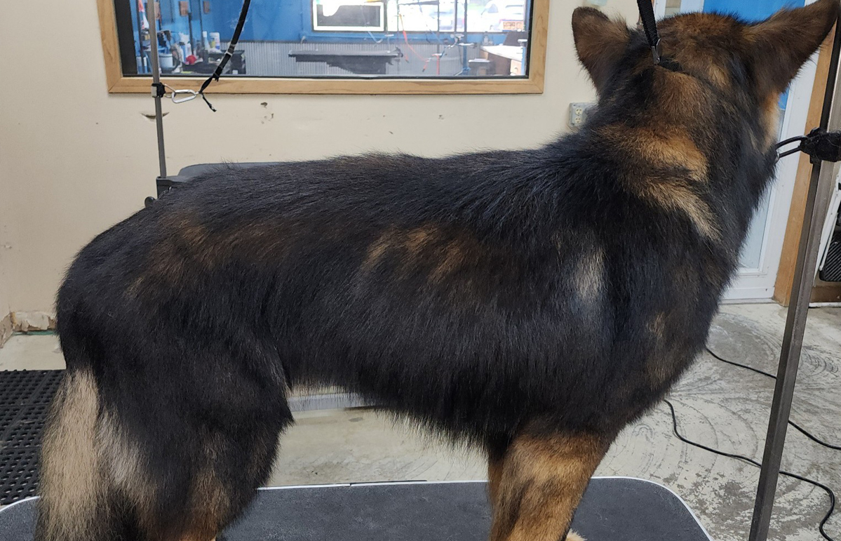 Furry Tails Champlin